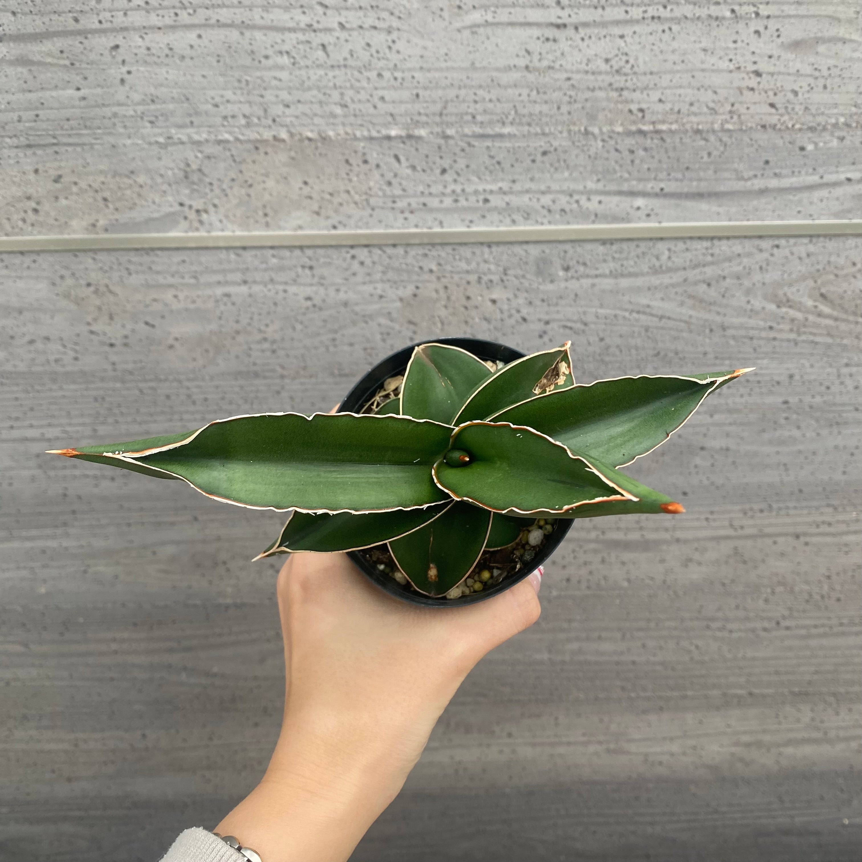 植物 – 植物家族