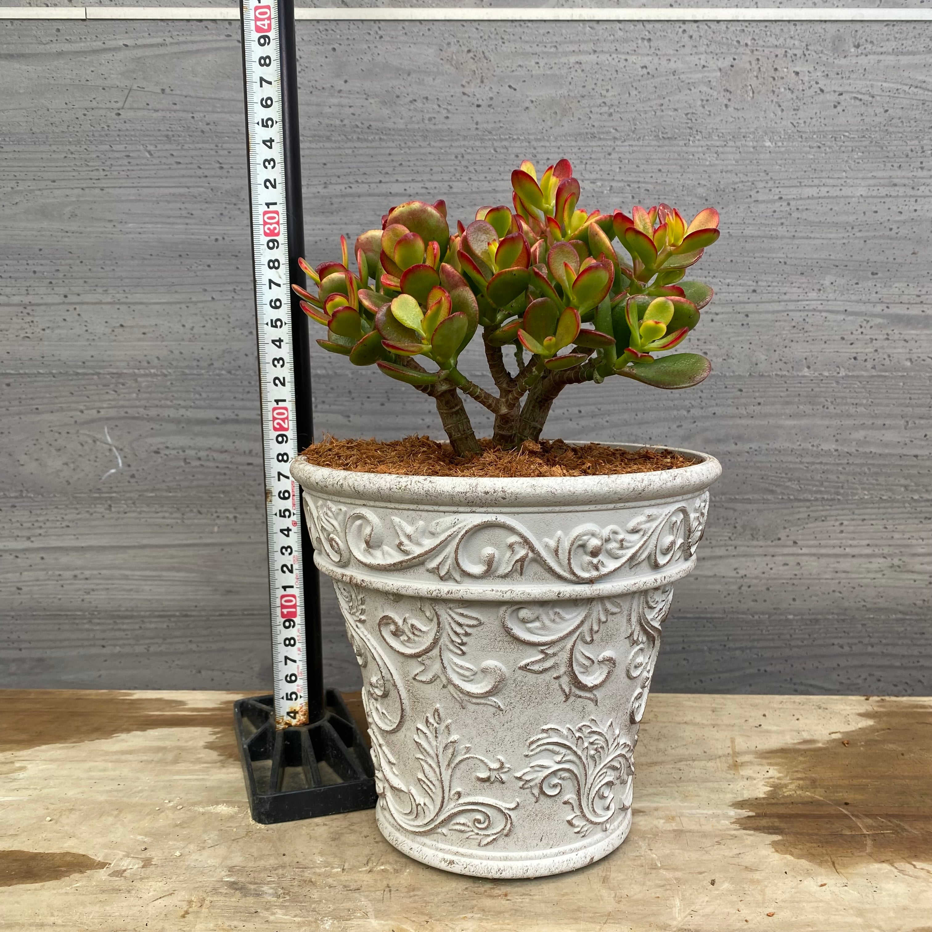 No.12002 花月 金のなる木 ホワイトゴールドプラ鉢 – 植物家族