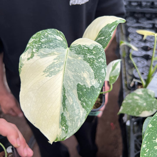 URBAN JUNGLE特集★U23　モンステラ　タイコンステレーション　選抜品　3号鉢