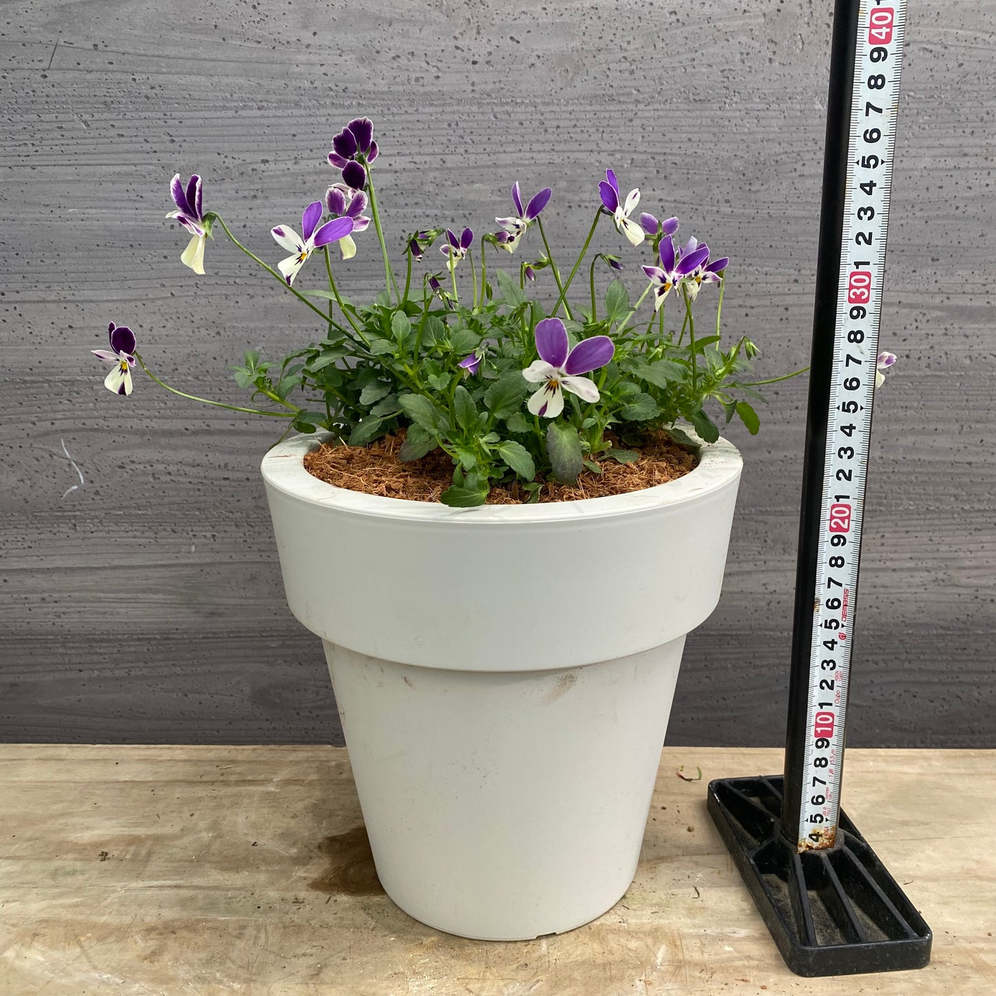 寄せ植えQ　7号おすすめ白ポット