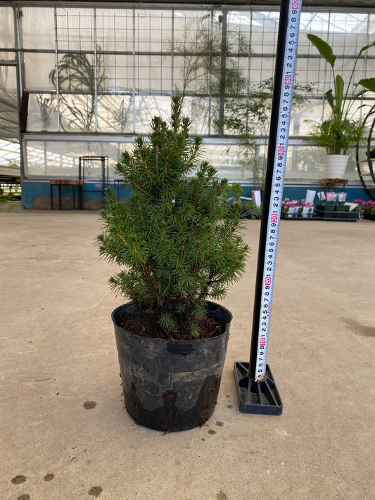 ピセア カナダトウヒ 6号苗ポット