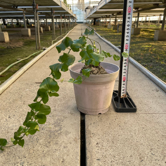 農場創業祭 No.18225 アフリカ 亀甲竜