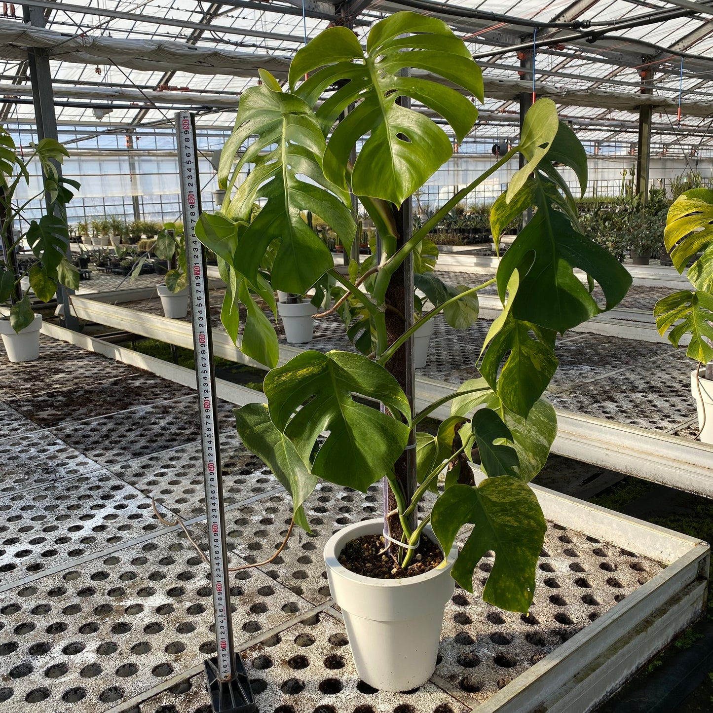 06063　モンステラ　オーレア　7号鉢　ねこ型登り棒100cm仕立て