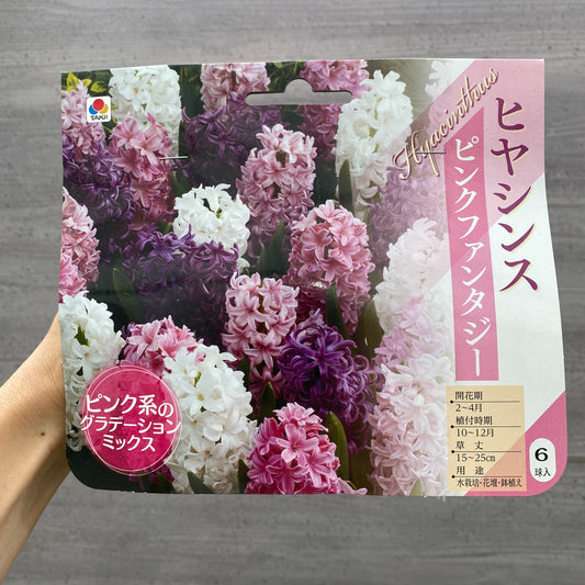 ヒヤシンス　球根　ピンクファンタジー
