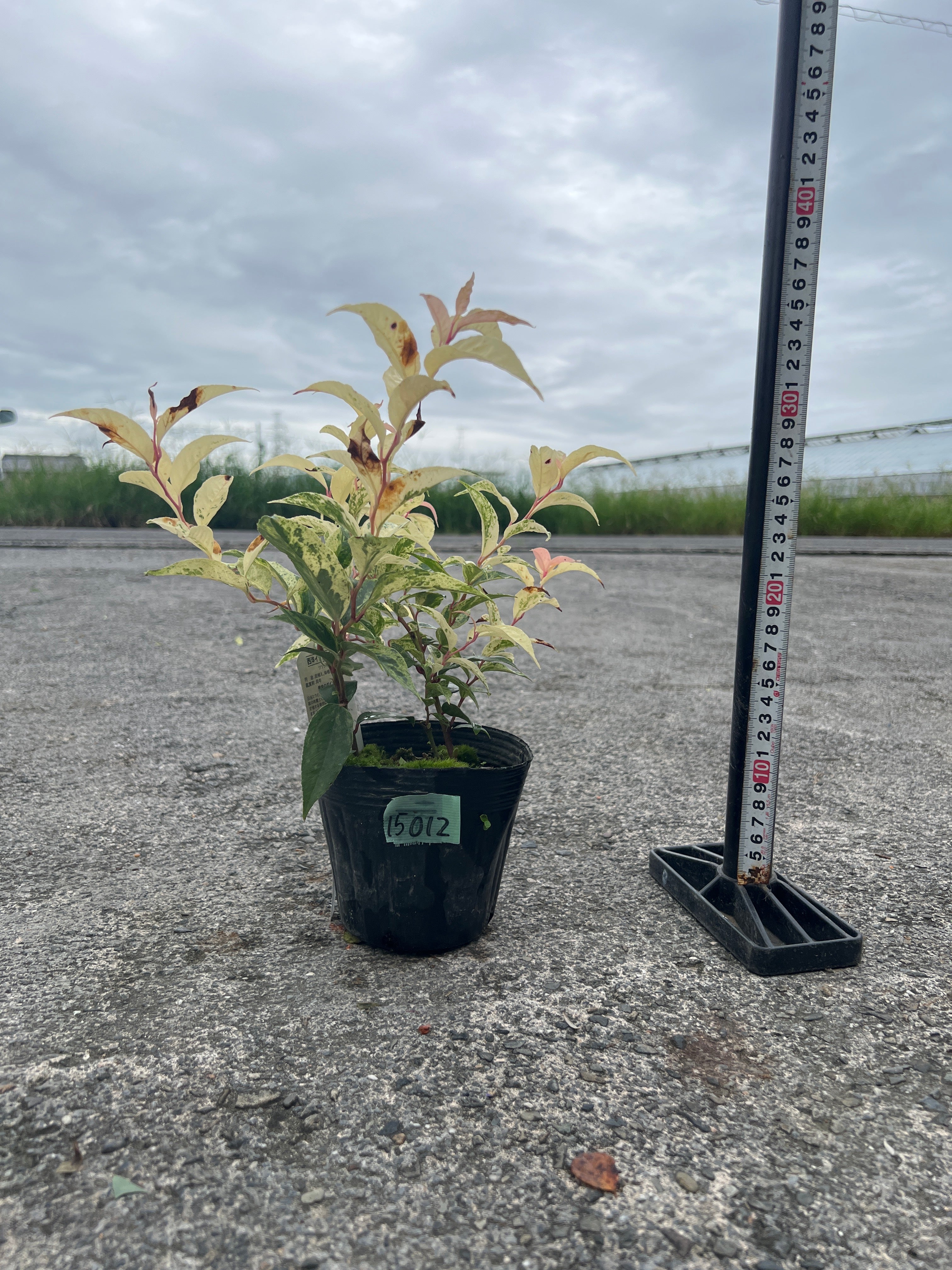 商品 – 植物家族 商品 – 植物家族