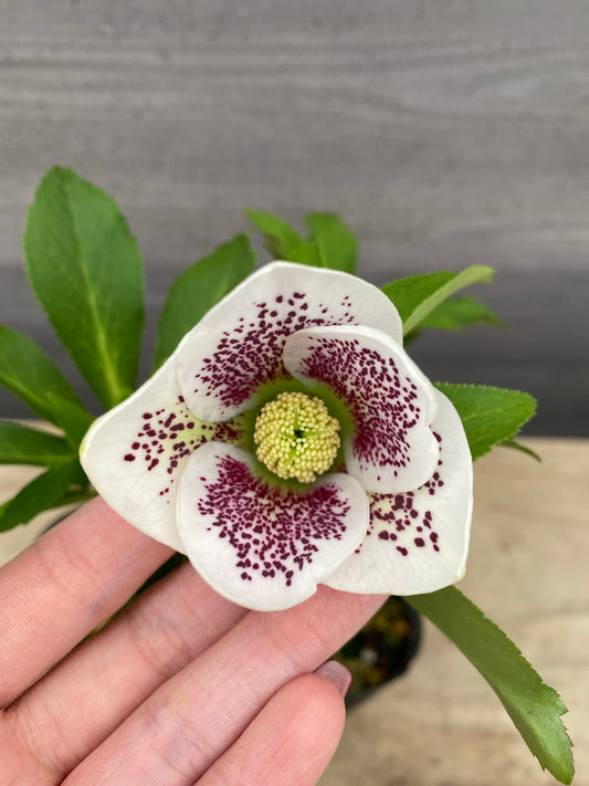 No.05087　横山園芸★クリスマスローズ　シングル咲き　5号苗ポット