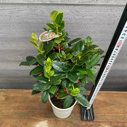 市場仕入れ即売会　No.25086　クリスマスホーリー　5号鉢