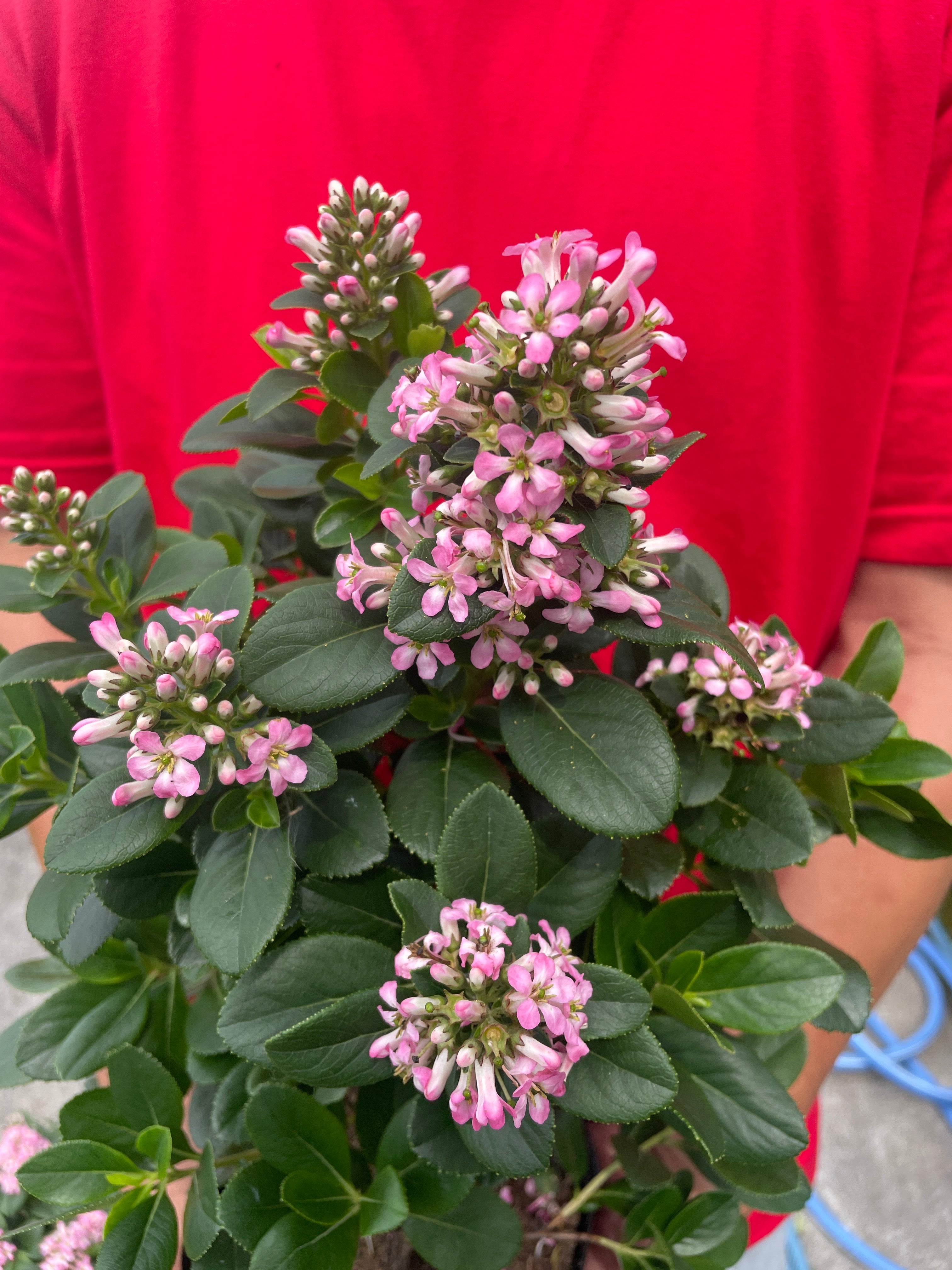 Pickup 全ての商品 – 植物家族