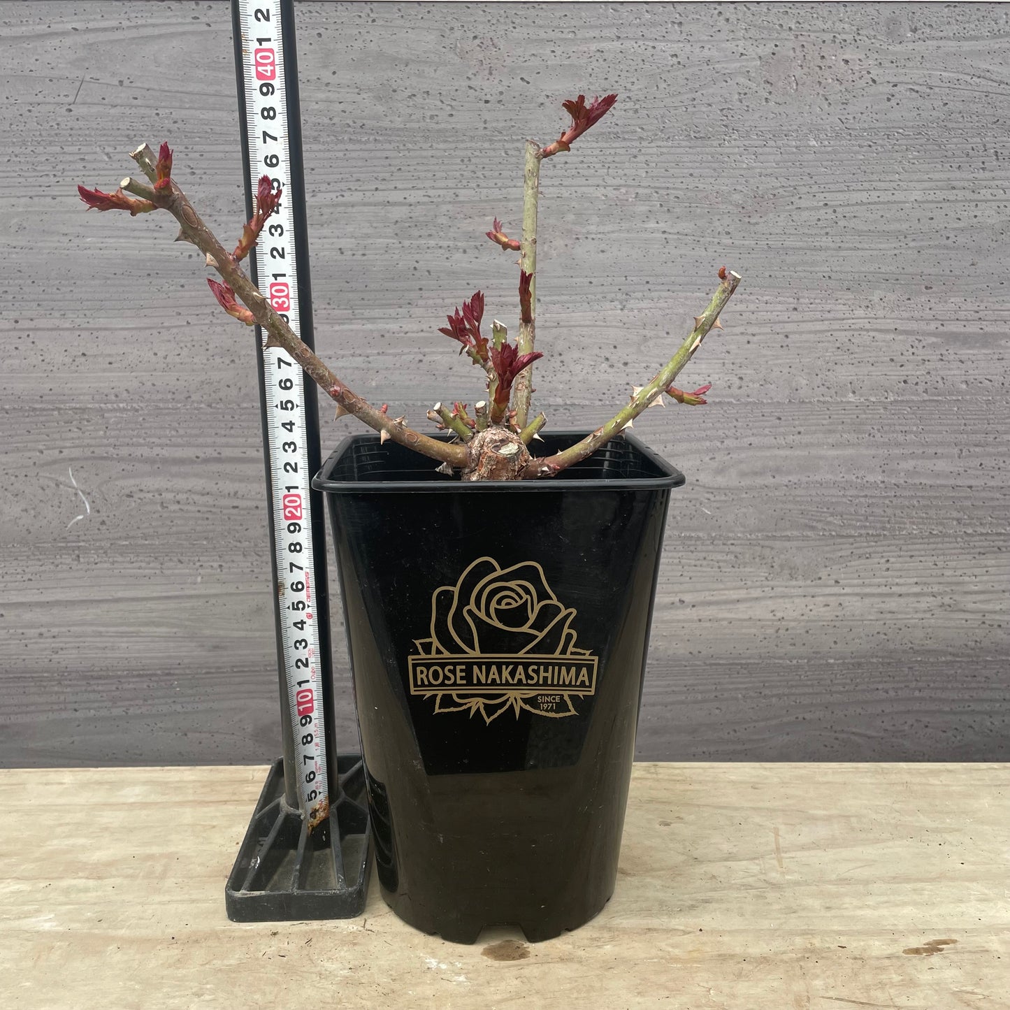 ローズなかしま★フレグランスローズ　エレノア　5号鉢