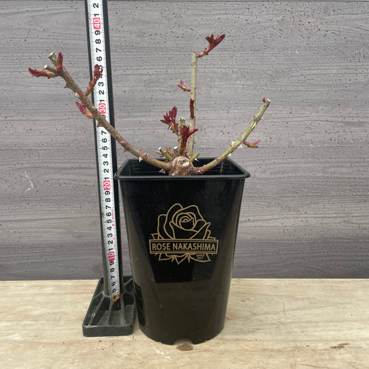 ローズなかしま★フレグランスローズ　エレノア　5号鉢