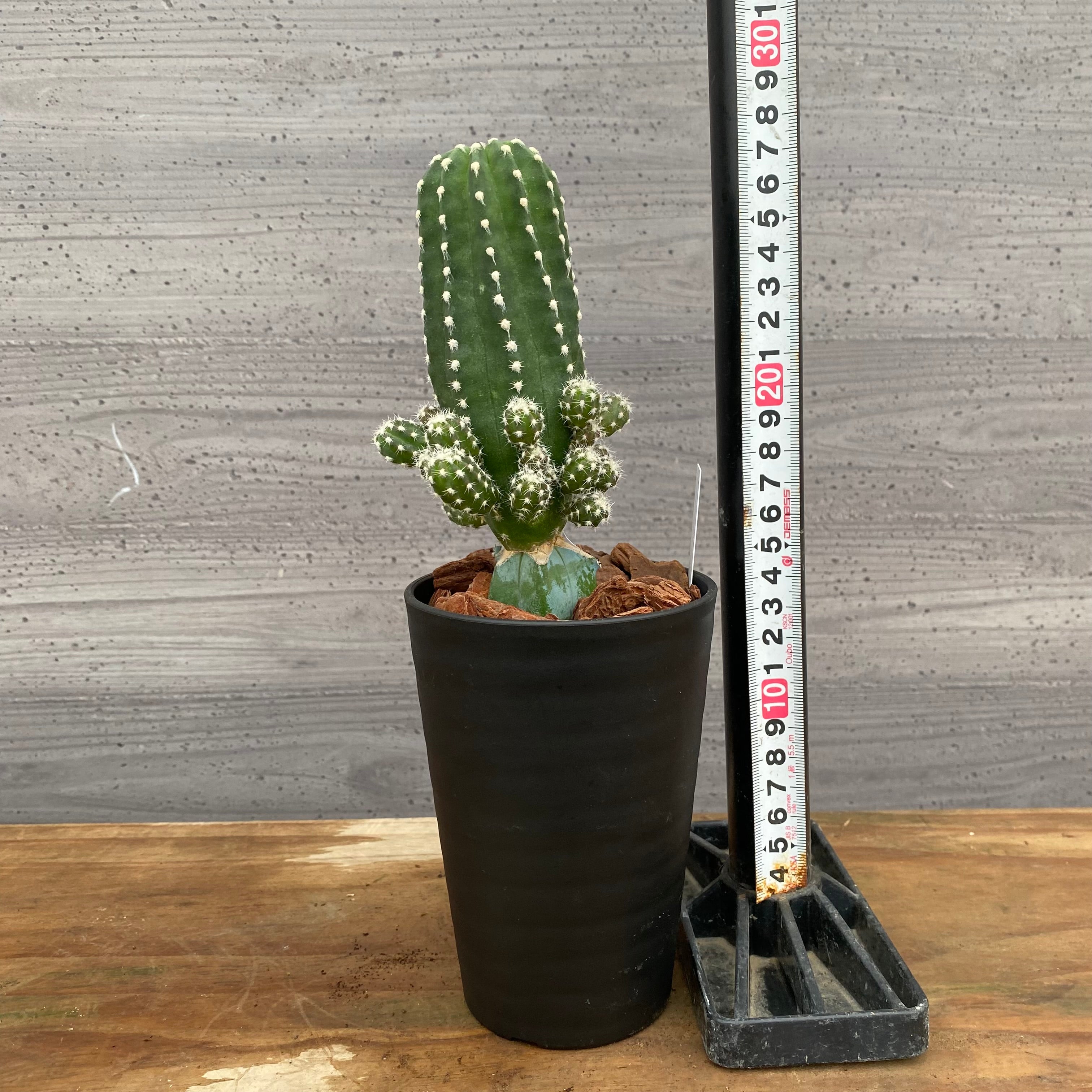 サボテン錦接ぎ木 市場仕入れ即売会 No.25059 サボテン接ぎ木E 3号鉢 – 植物家族