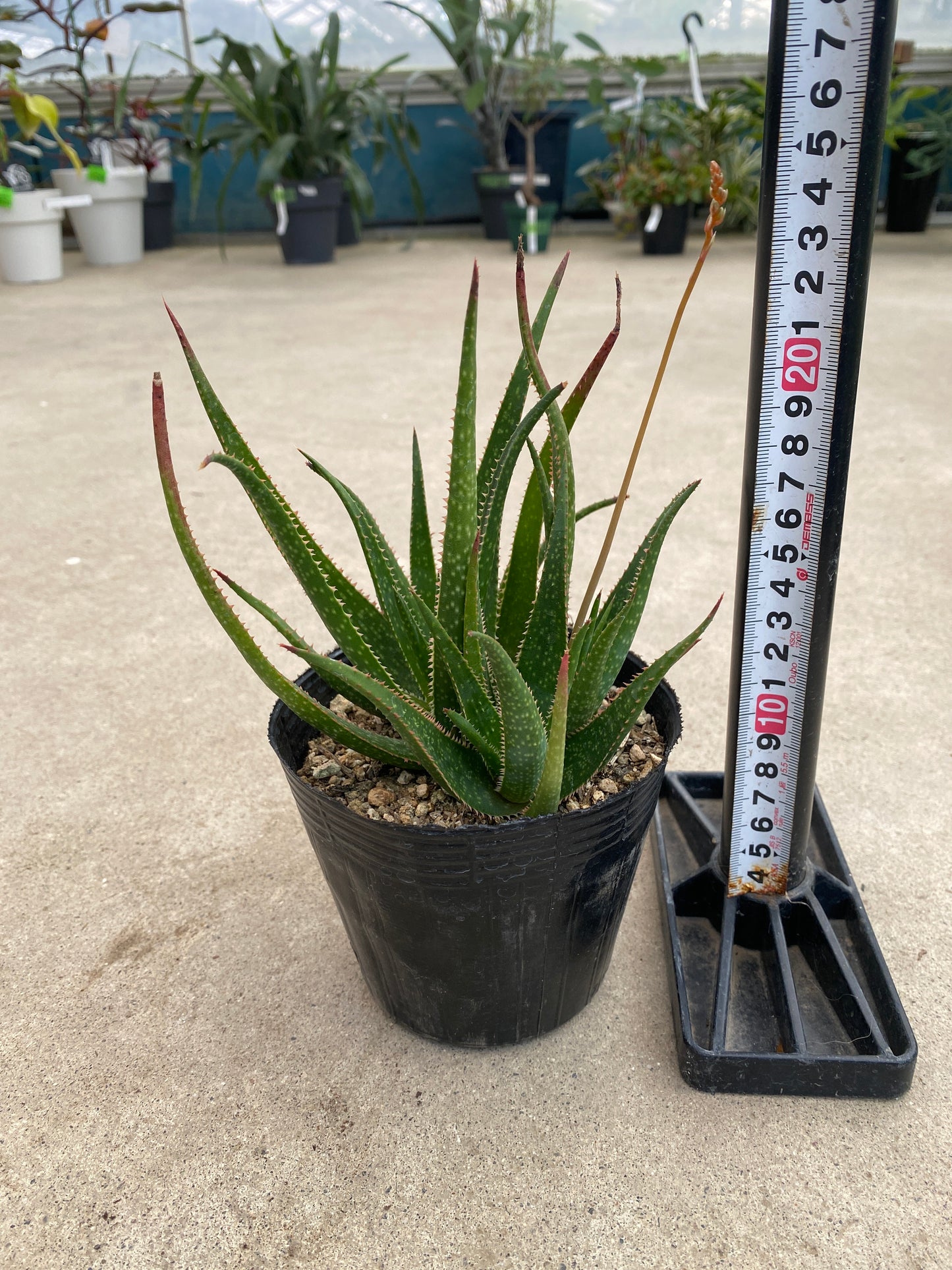 No.28012　アロエ　4号苗ポット