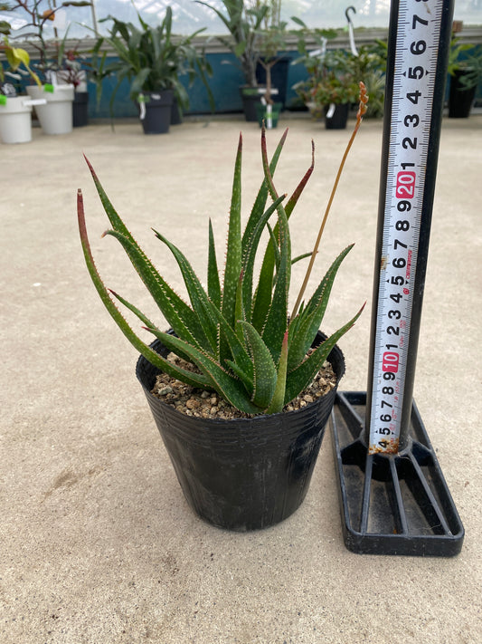 No.28012　アロエ　4号苗ポット