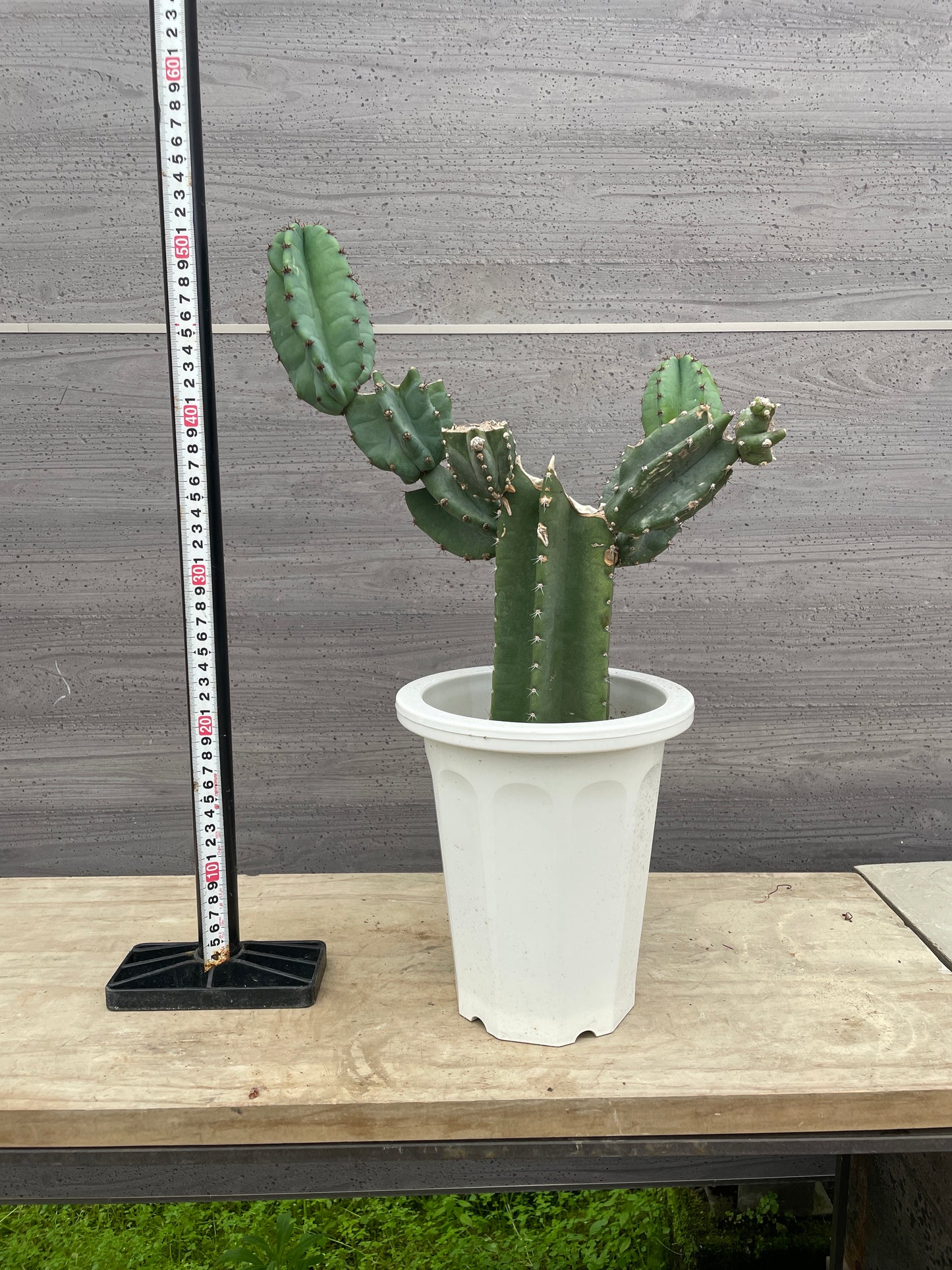 No.17007　サボテン　6号鉢