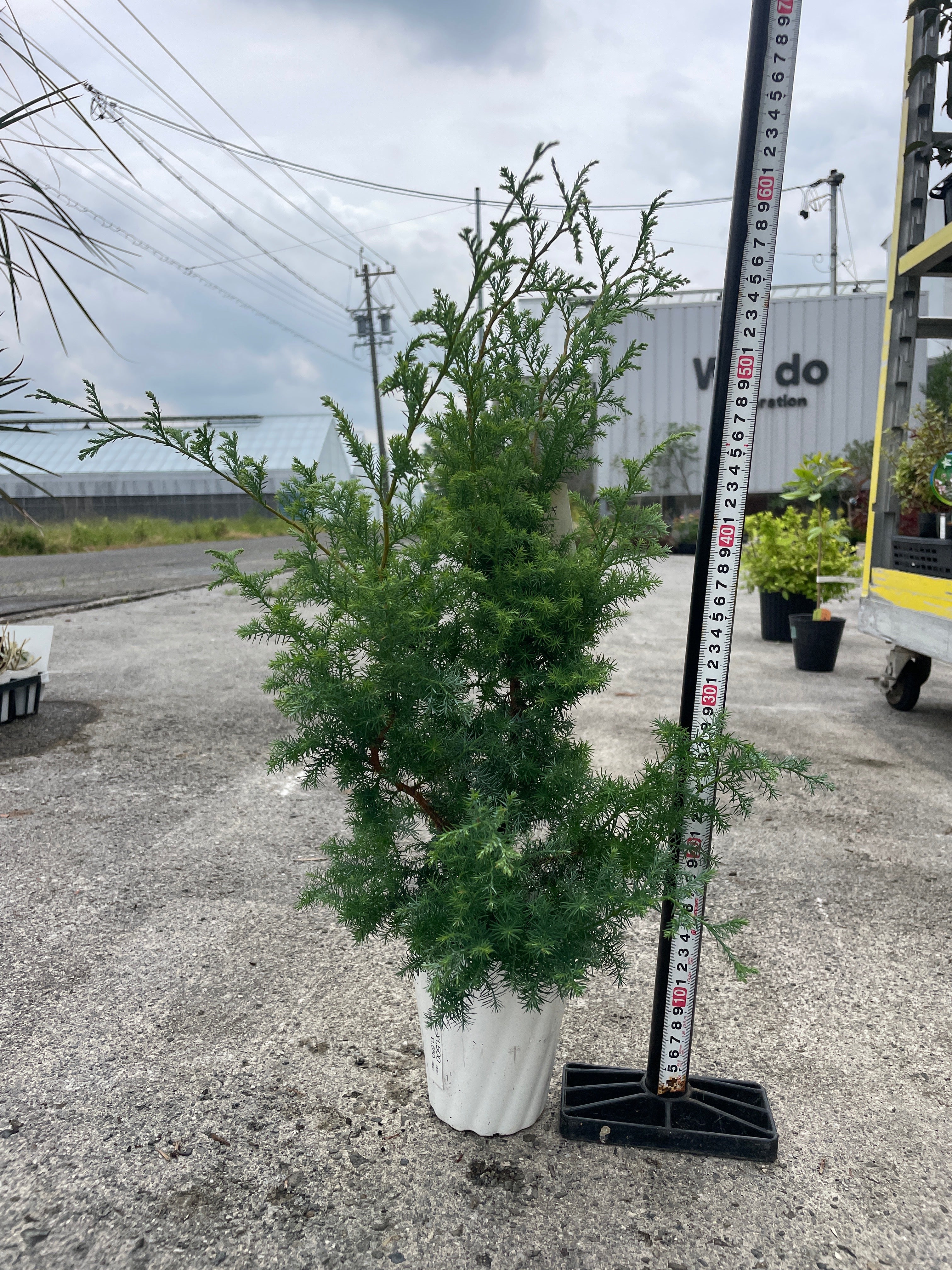 Pickup 全ての商品 – 植物家族