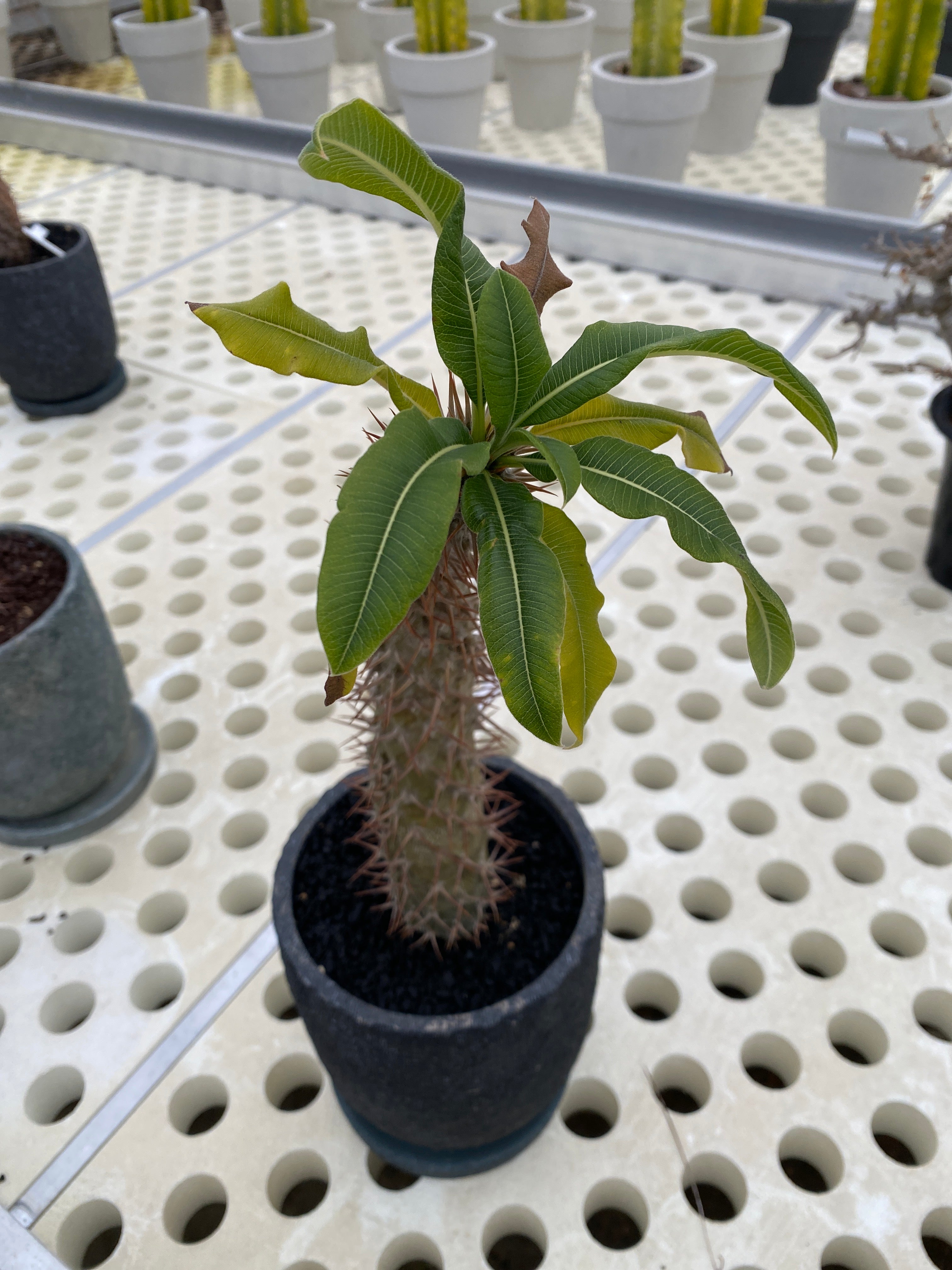 No.05008 ”OUTLET ”パキポディウム ラモスム ブラック陶器鉢 – 植物家族