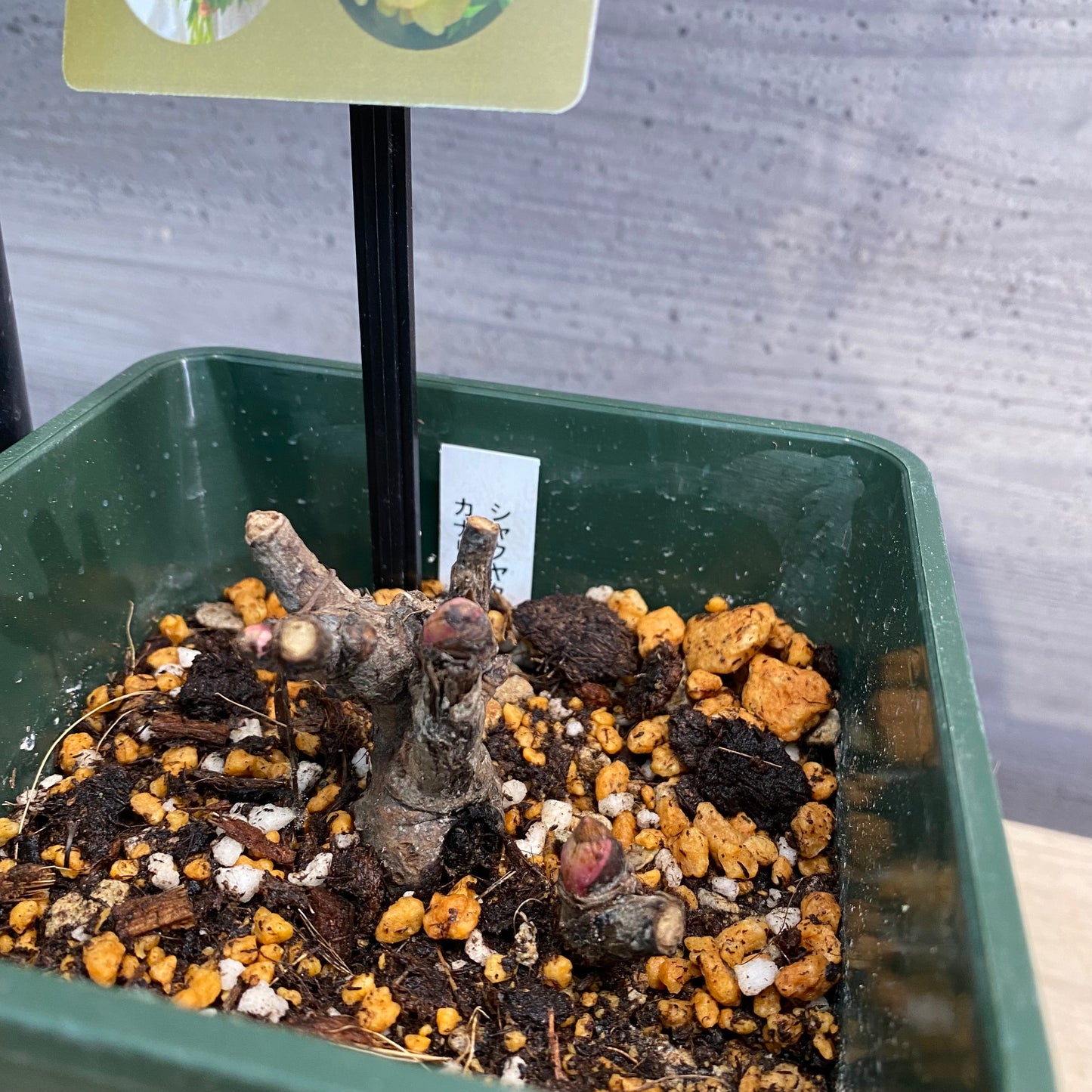 芍薬　カナリーブリリアント