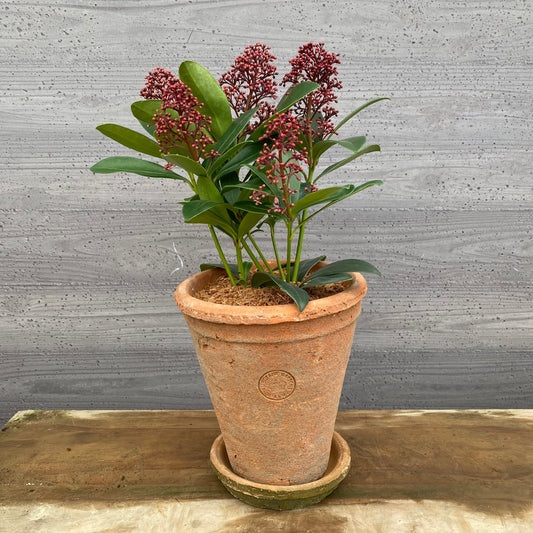 スキミア ルベラ キューガーデンポットレッド