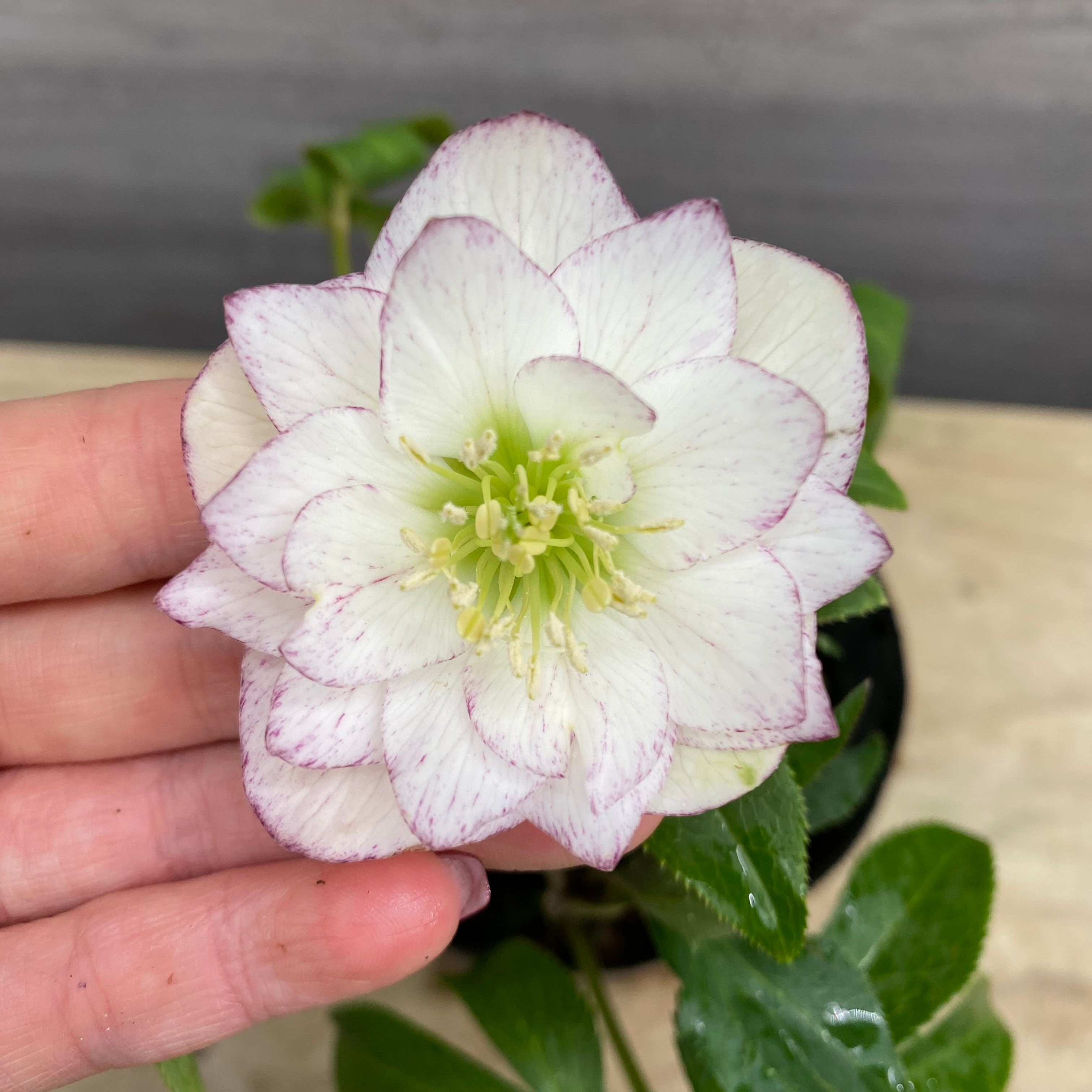 即売会 No.27085 クリスマスローズ ダブル咲き 4号苗ポット – 植物家族