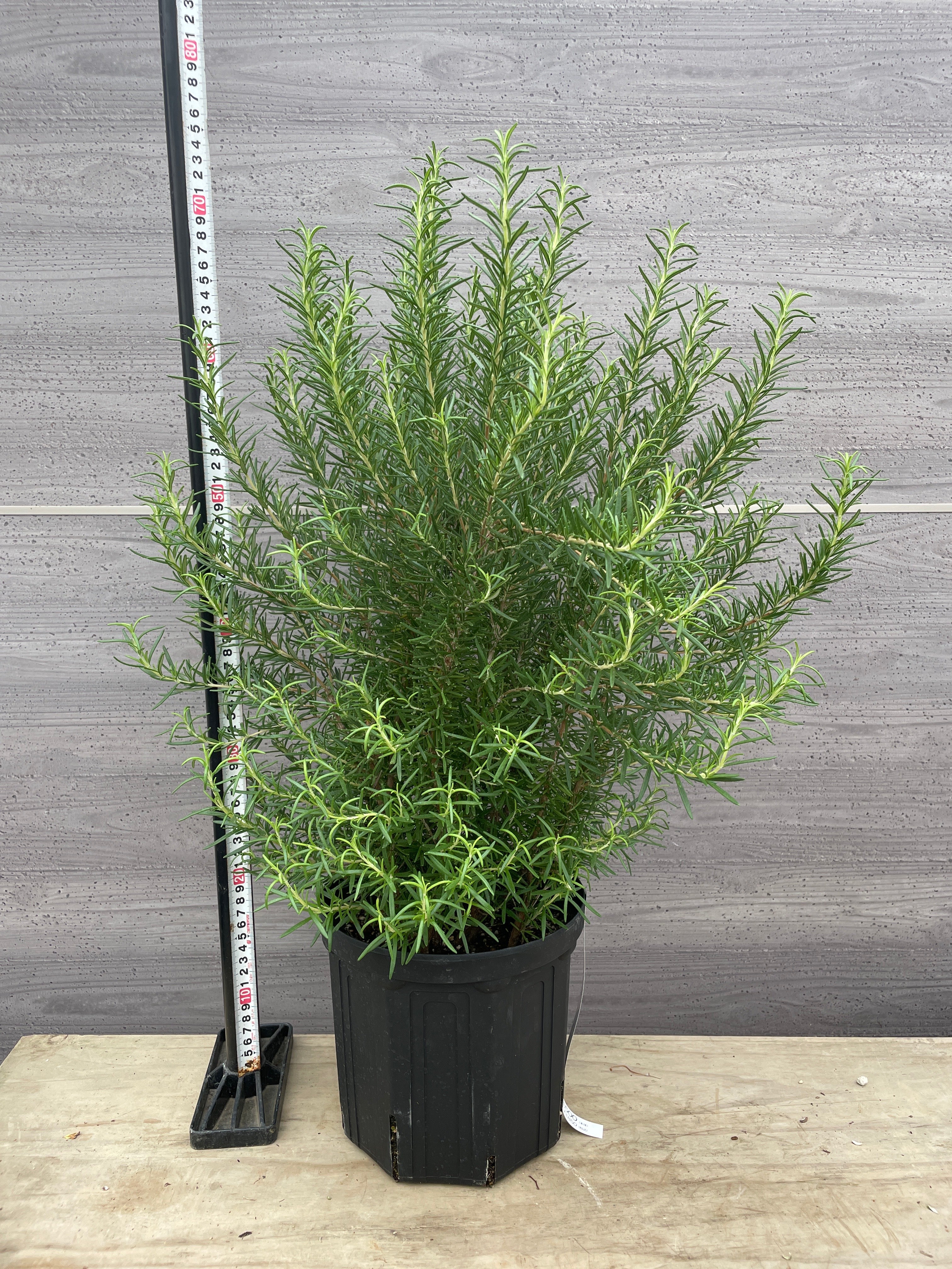 Pickup 全ての商品 – 植物家族