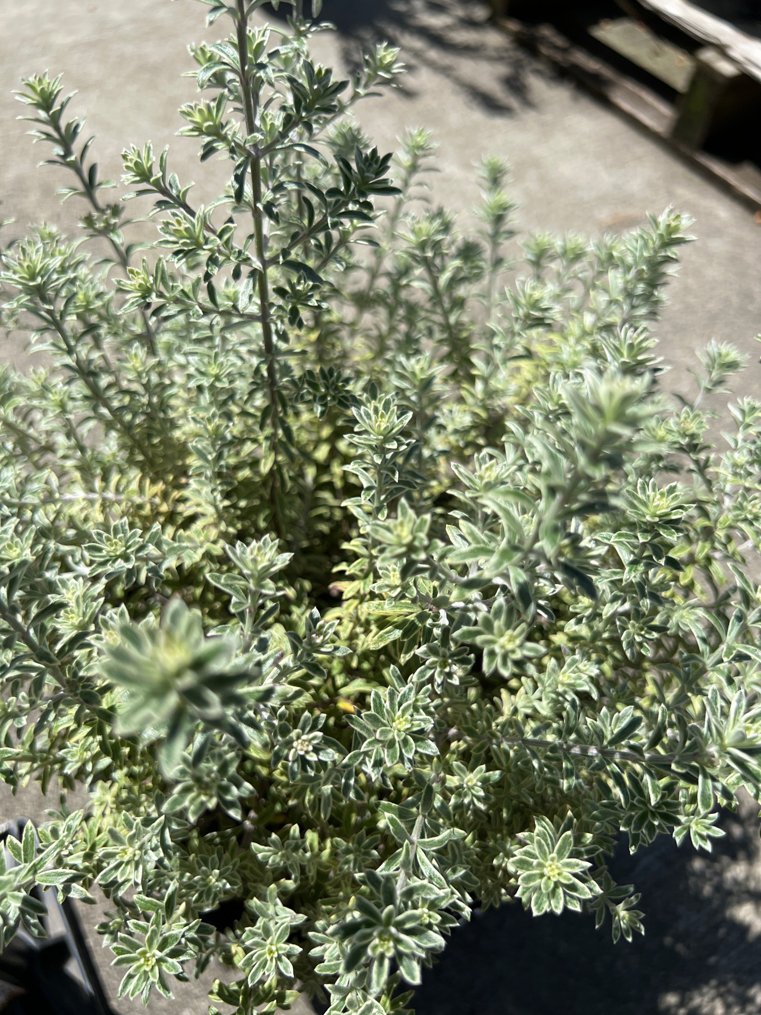 オージープランツ – 植物家族