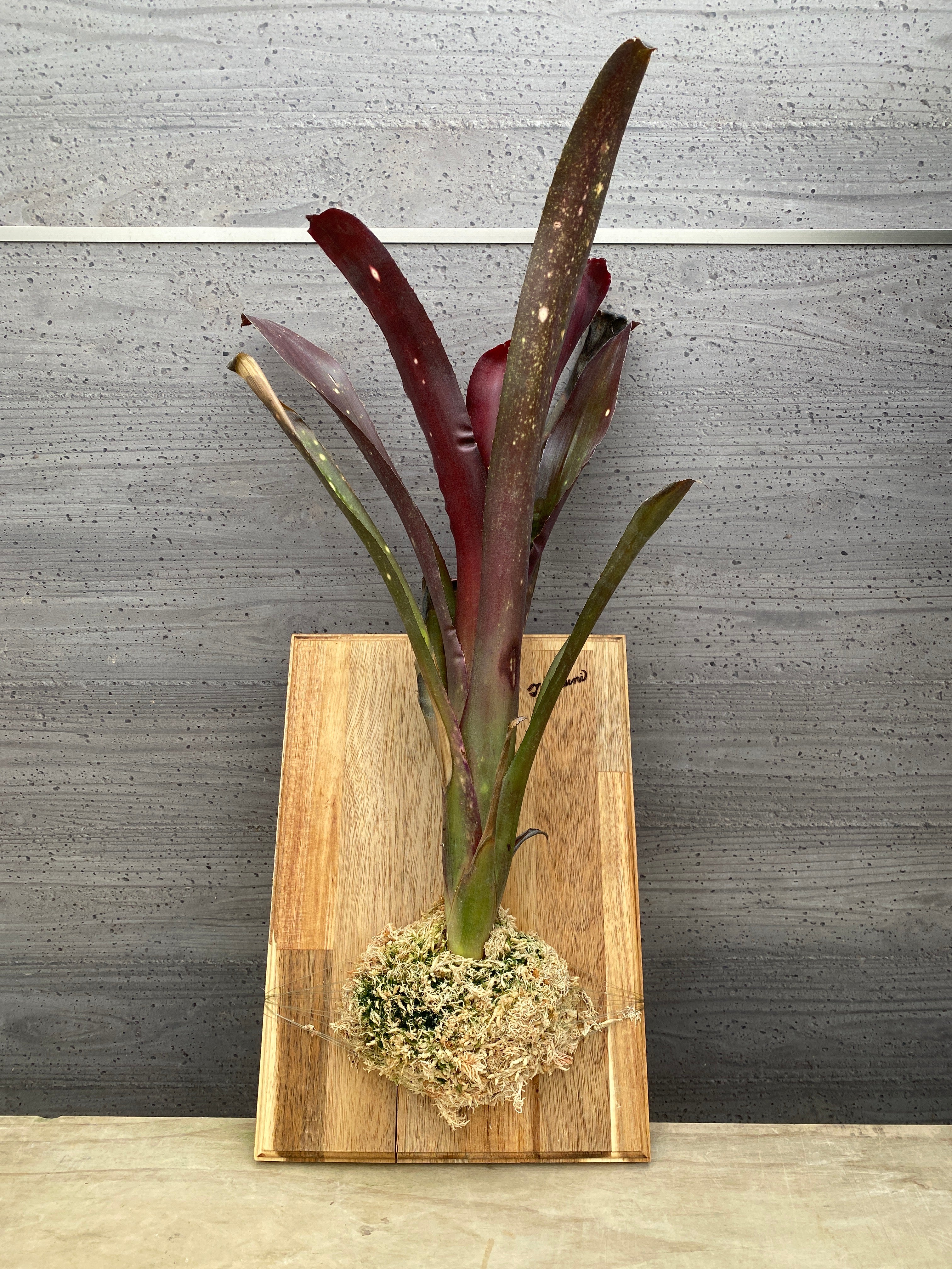 Pickup 全ての商品 – 植物家族