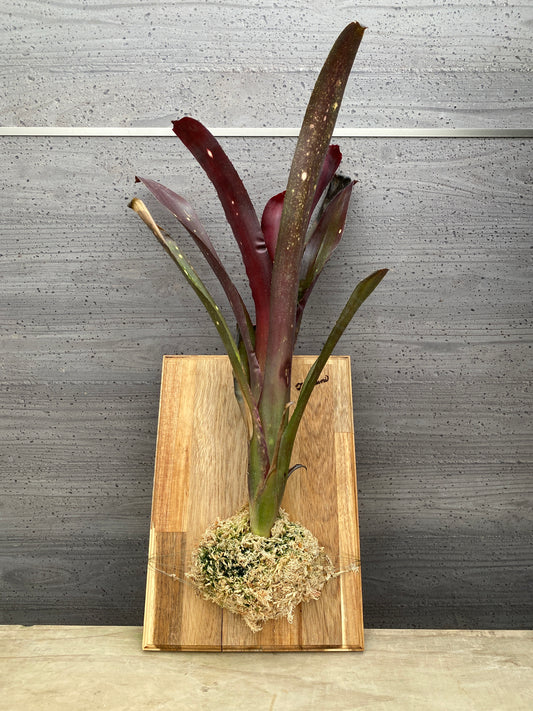 No.19014　ネオレゲリア　ねこの着生板仕立て