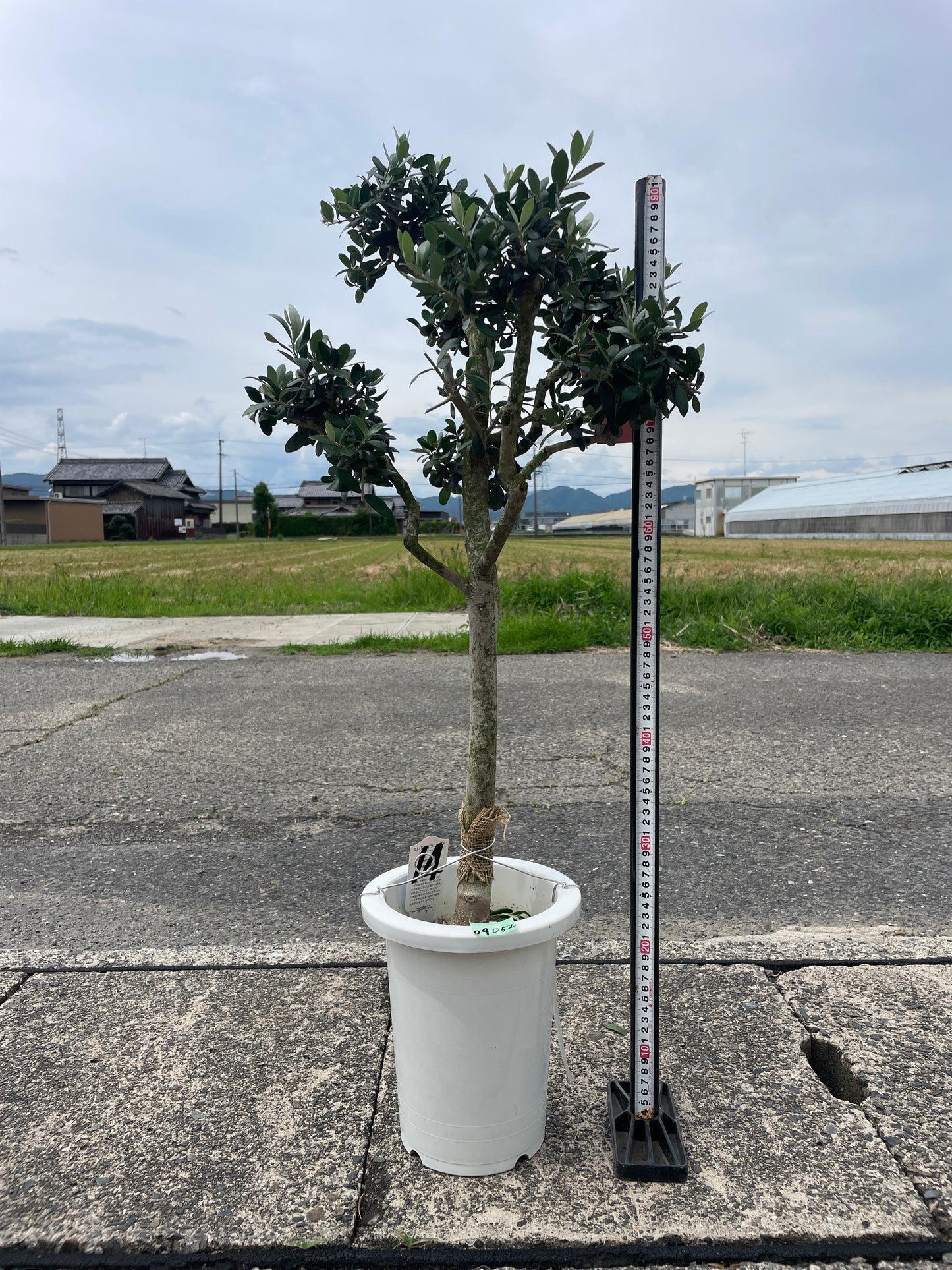 No.09052　オリーブ　アルベキーナ　7号鉢
