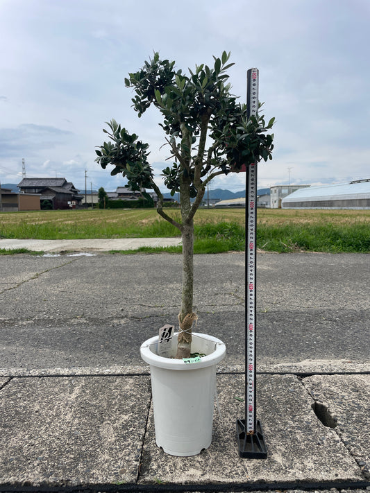 No.09052　オリーブ　アルベキーナ　7号鉢