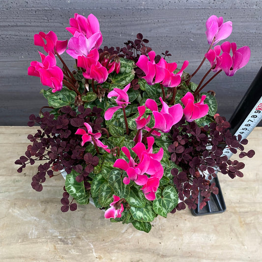 寄せ植えR　7号おすすめ白ポット