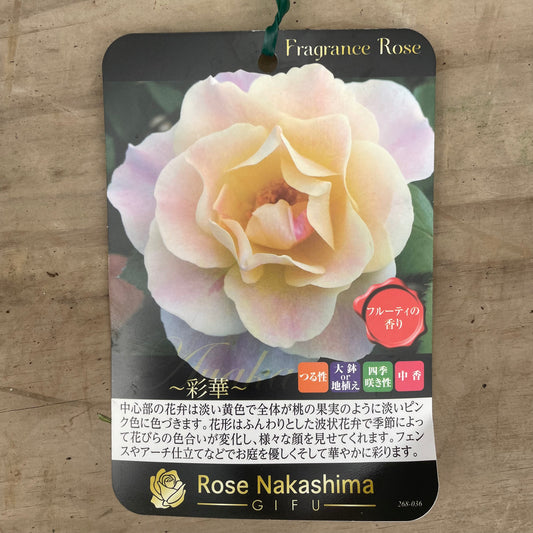 ローズなかしま★フレグランスローズ　彩華　5号鉢