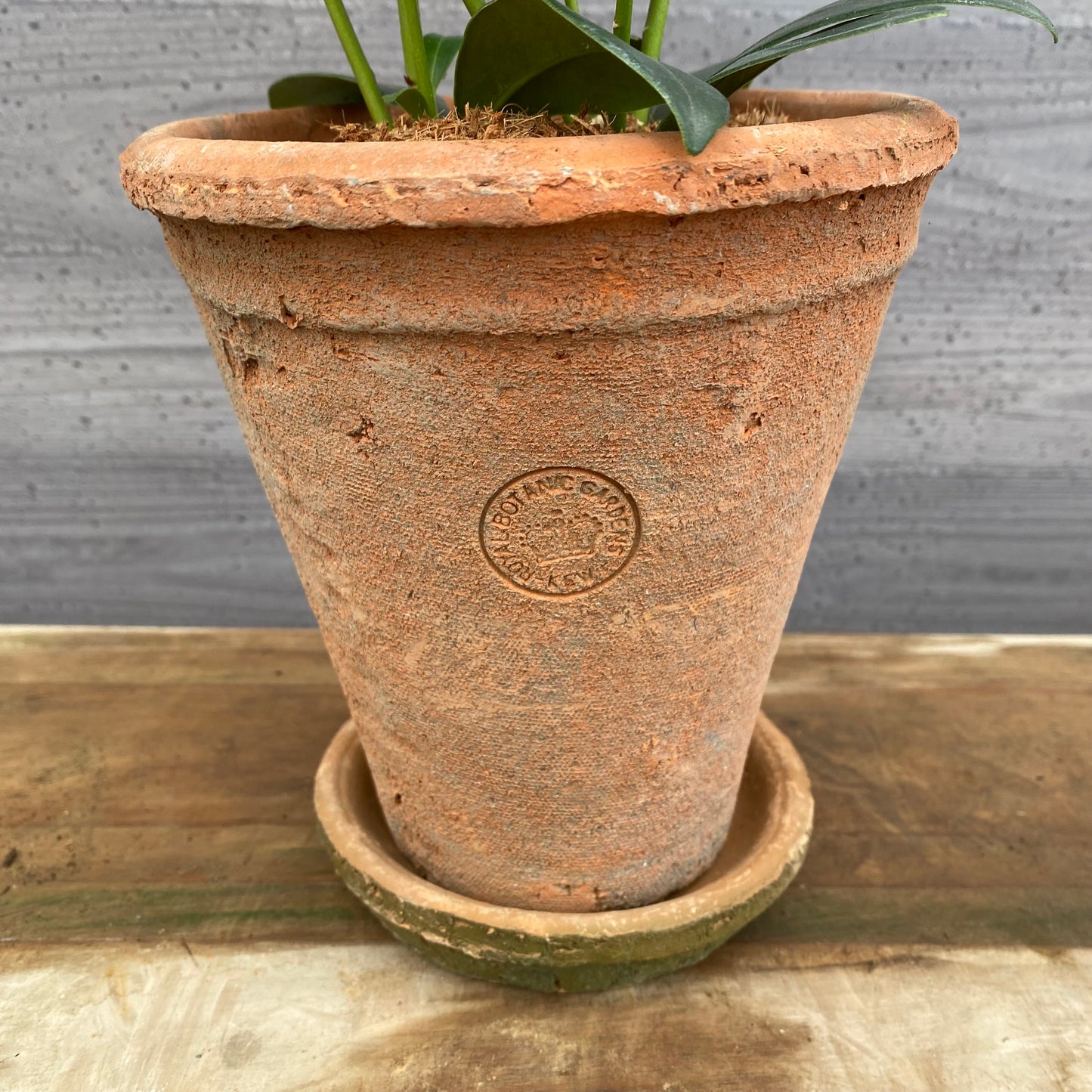 スキミア　ルベラ　キューガーデンポットレッド