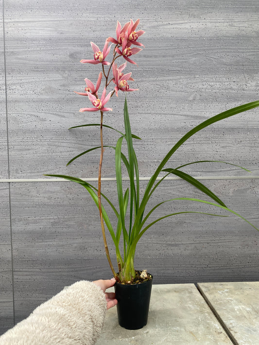 石田蘭園★和蘭　ふるさと(香る蘭)　蘭用肥料プレゼント