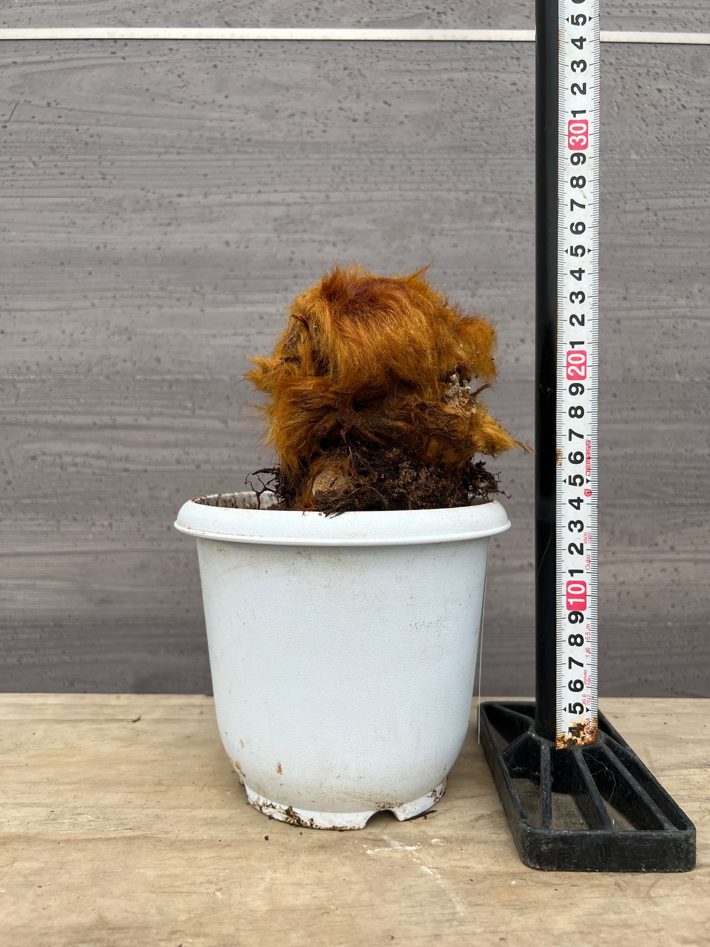 キンモコウ　5号鉢