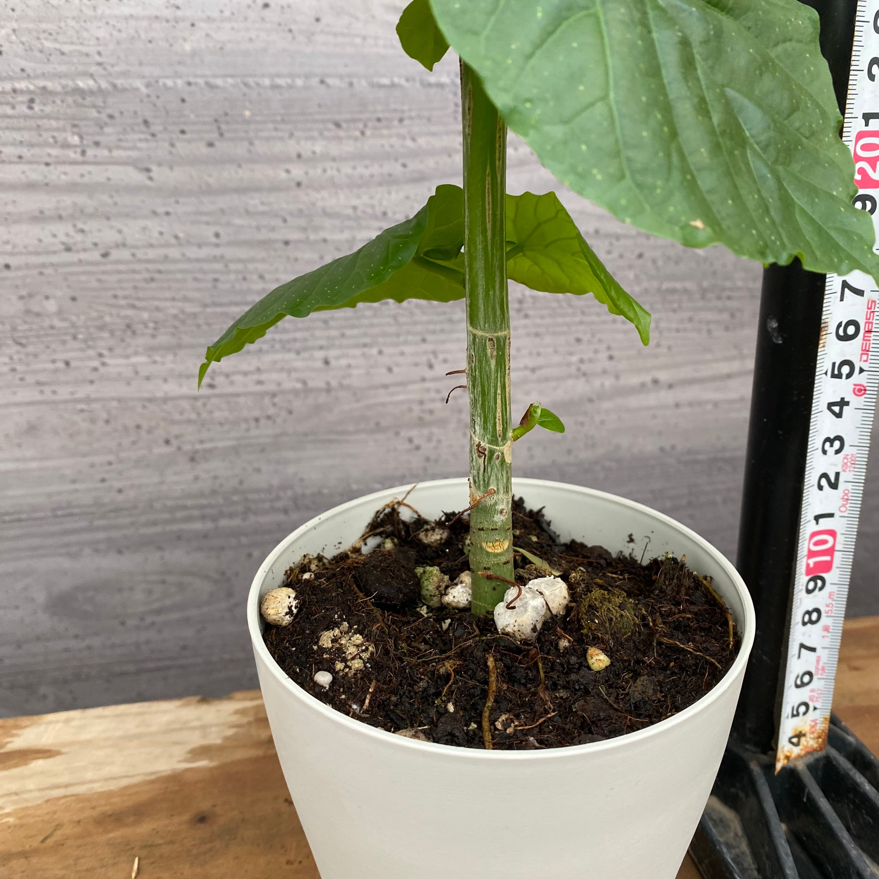 市場仕入れ即売会 No.25018 フィカス ウンベラータ 4号鉢 – 植物家族