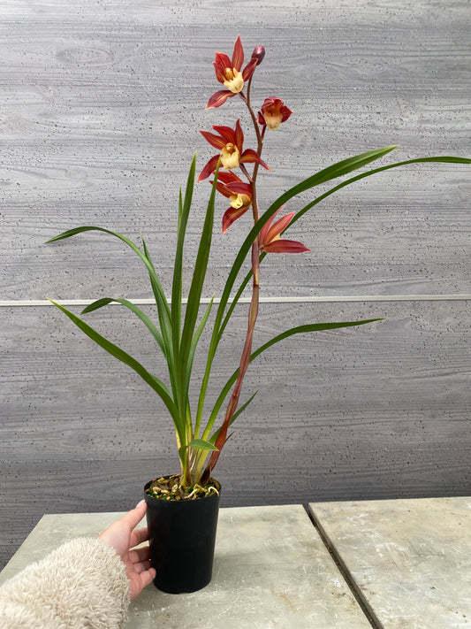 石田蘭園★和蘭 夕霧 蘭用肥料プレゼント