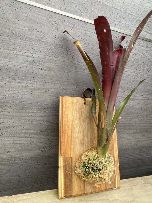 No.19014　ネオレゲリア　ねこの着生板仕立て