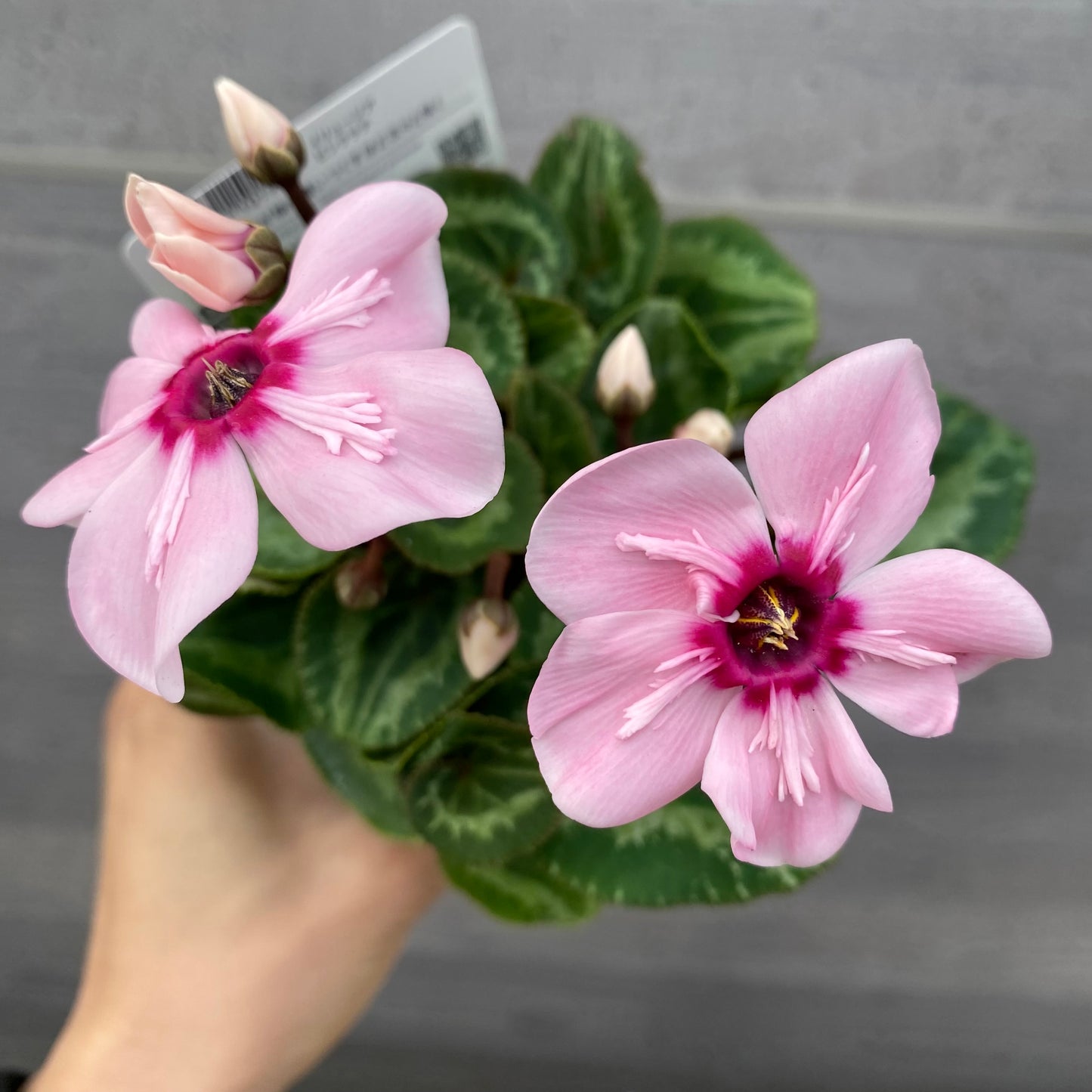 シクラメン　イリュージア　ピンクラテ　3号苗ポット　3ポットセット