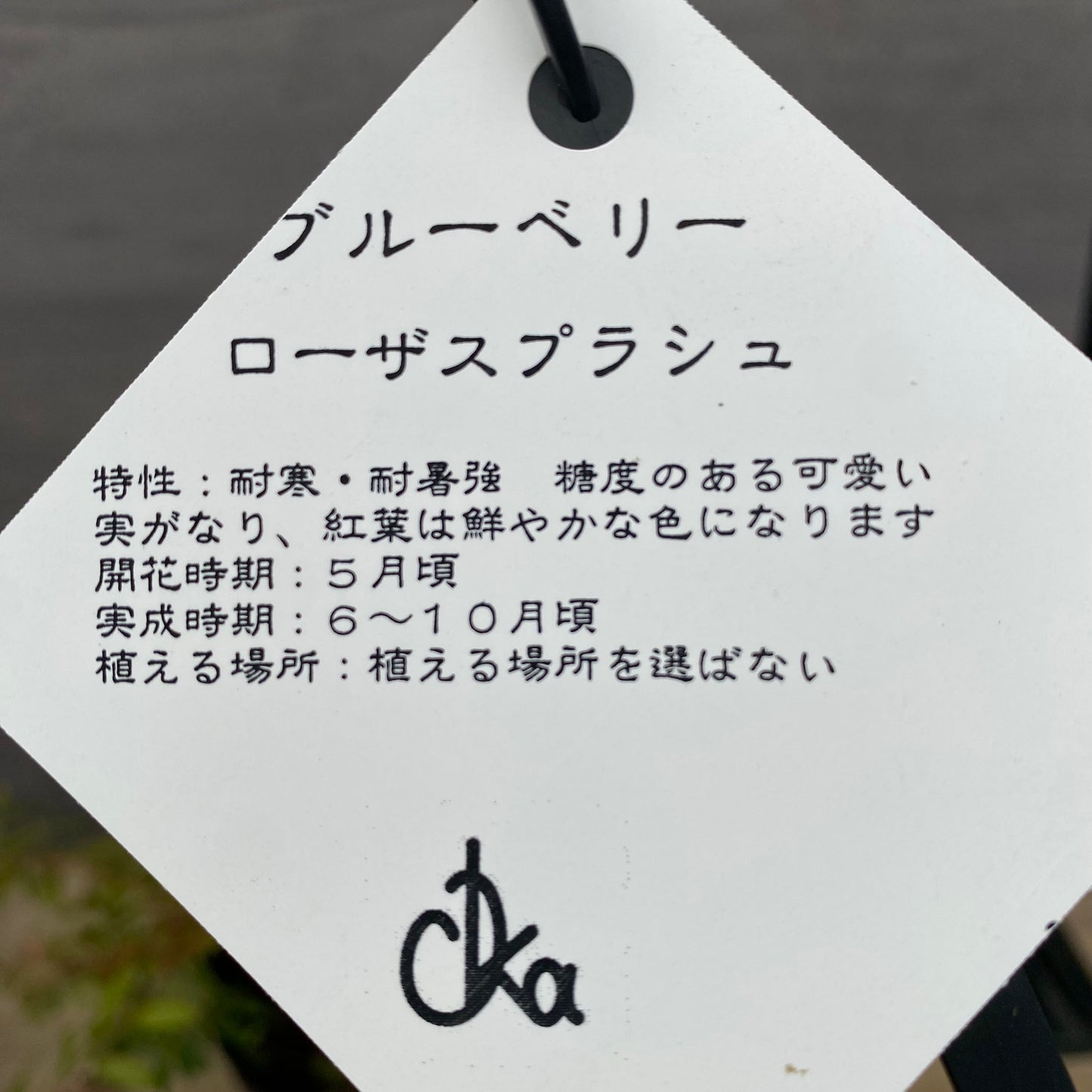 ブルーベリー　ローザスプラッシュ　5号苗ポット　★1本で結実します