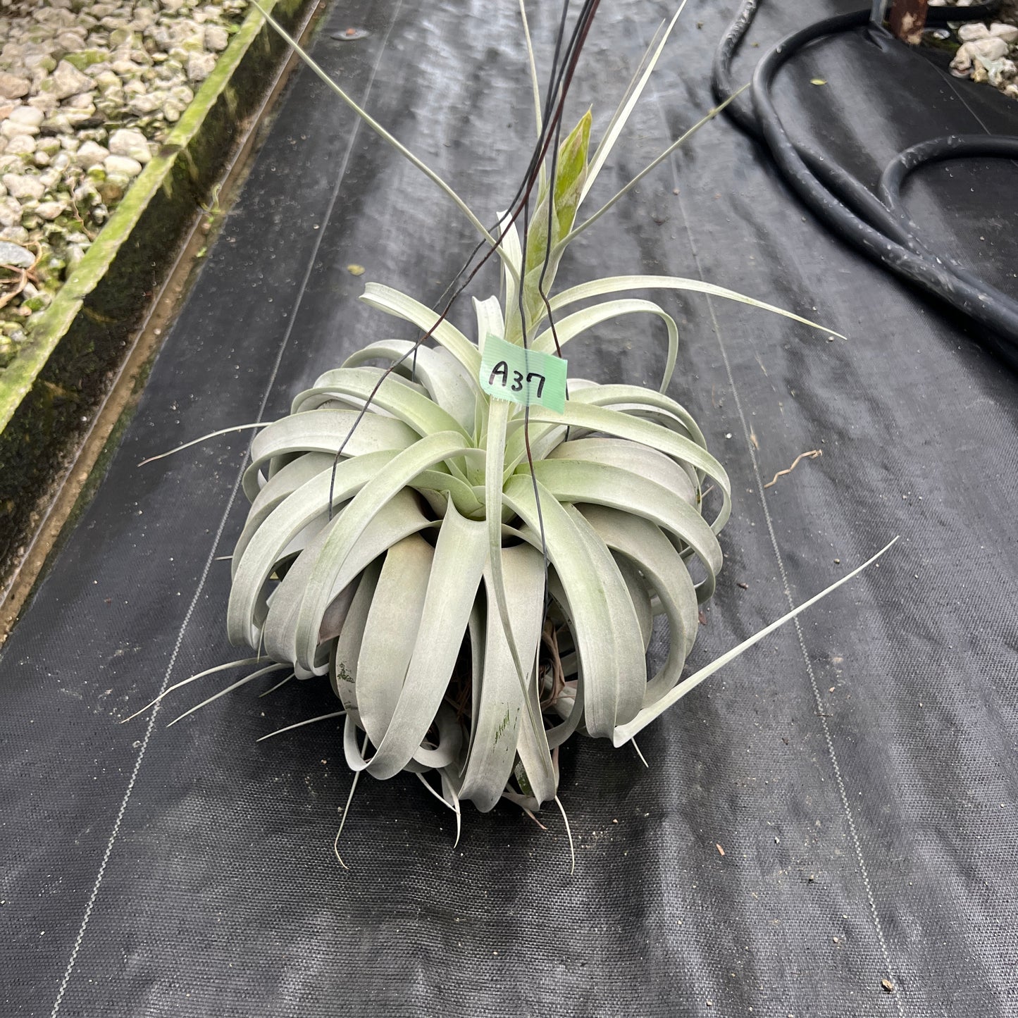 AMAZON★A37　キセログラフィカ　花付き　特大サイズ