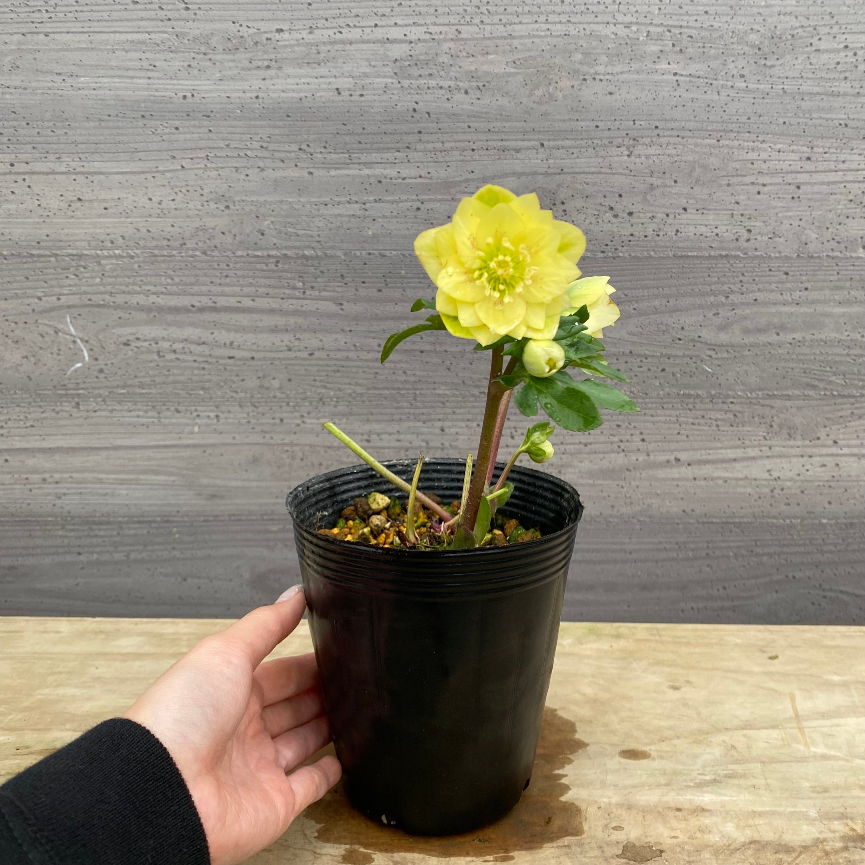 の*ん様 ☘️唯一無二☘️開花株❤️新芽しっかり元気株❤️3222⭐️SD⭐️ハ Pickup 全ての商品 – 植物家族