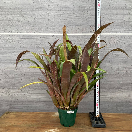 市場仕入れ即売会 No.25028 ビルベルギア アモエナ 3.5号鉢