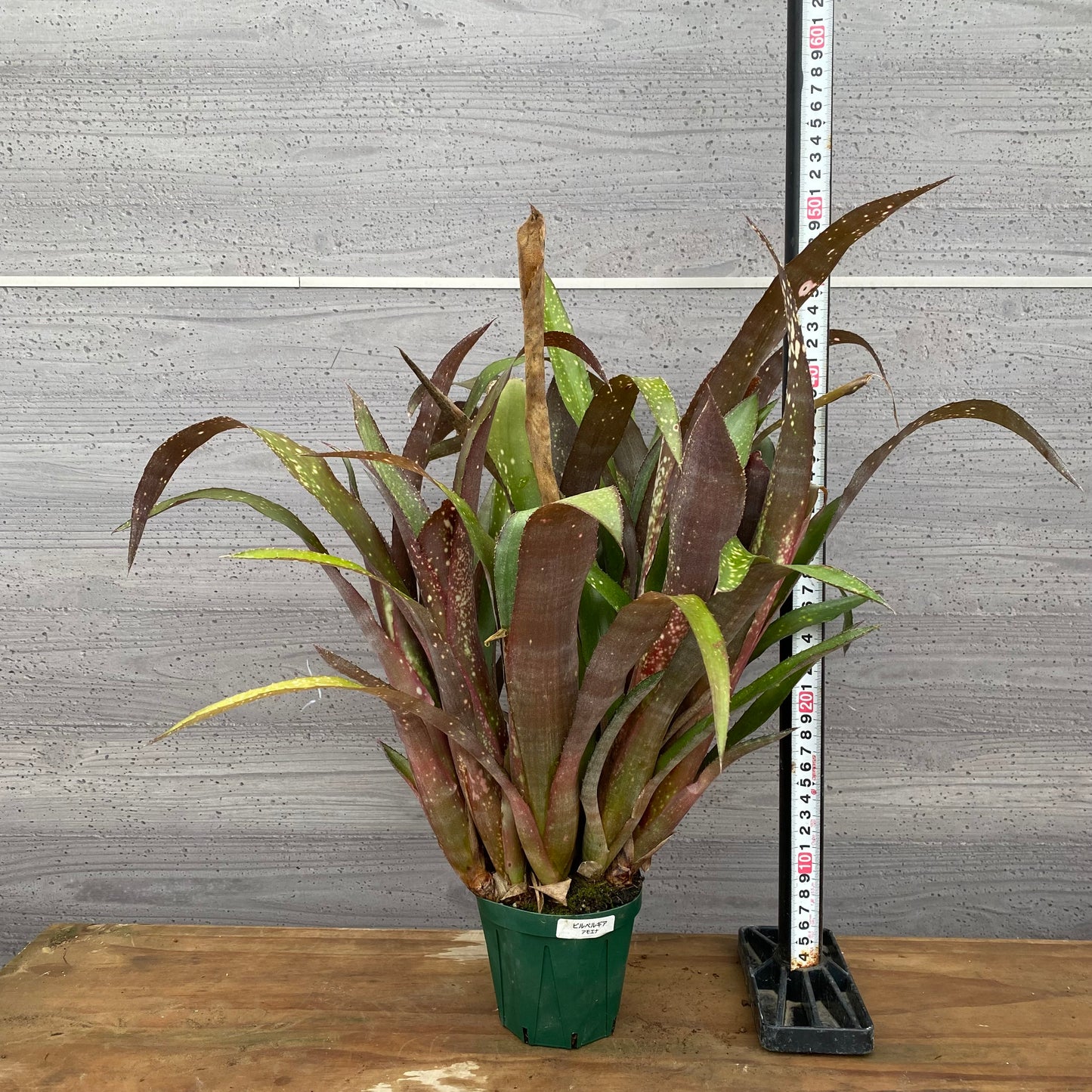 市場仕入れ即売会　No.25028　ビルベルギア　アモエナ　3.5号鉢