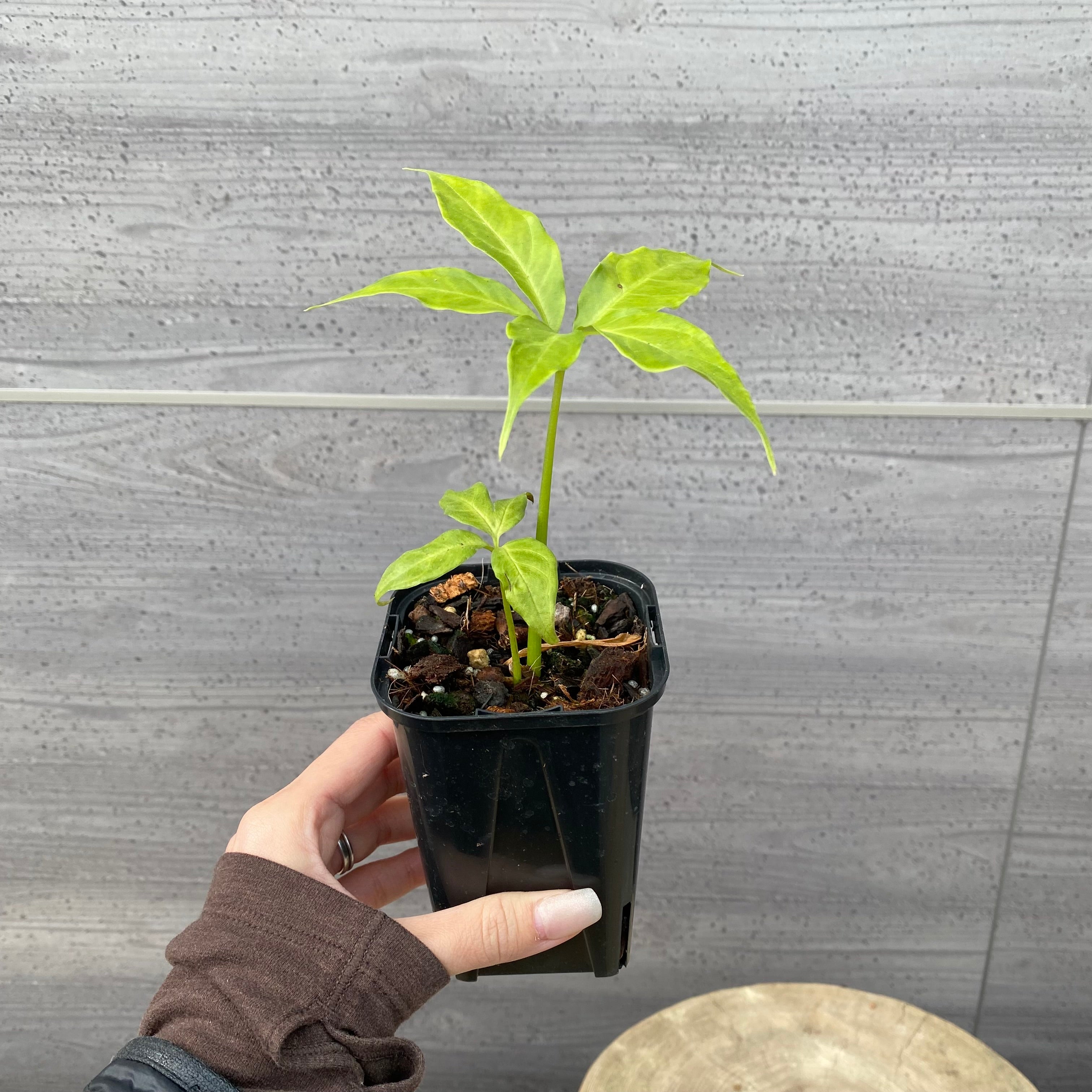 社長おすすめ生産者 – 植物家族