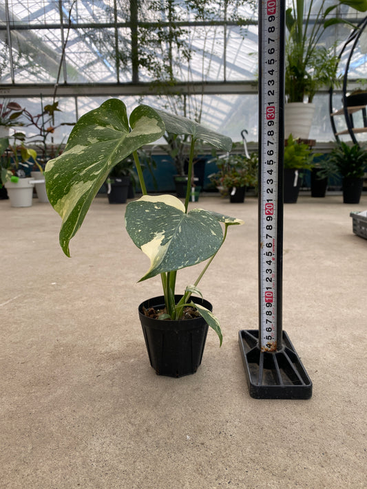 No.28003 モンステラ タイコンステレーション 3号鉢