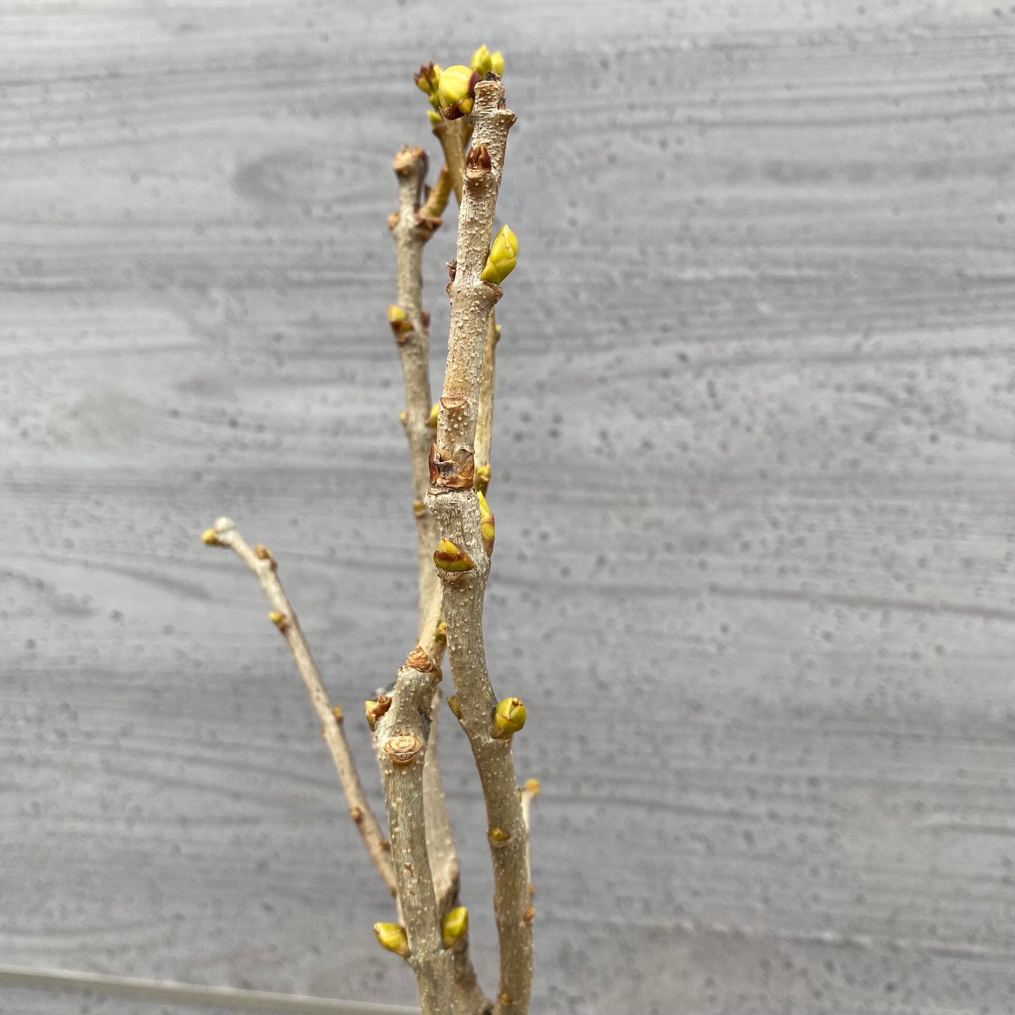 No.1311　ライラック　マダムレモイネ　6号鉢