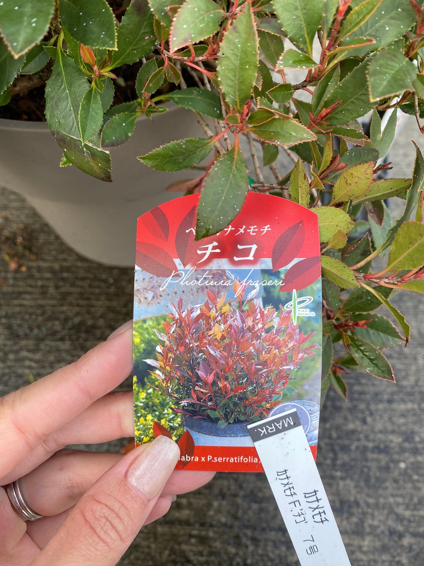 農場創業祭 No.26067　ベニカナメモチ　チコ　8号グレーポット