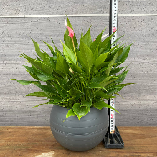 市場仕入れ即売会　No.25048　アンスリウム　リリー　7号底面給水鉢　黒