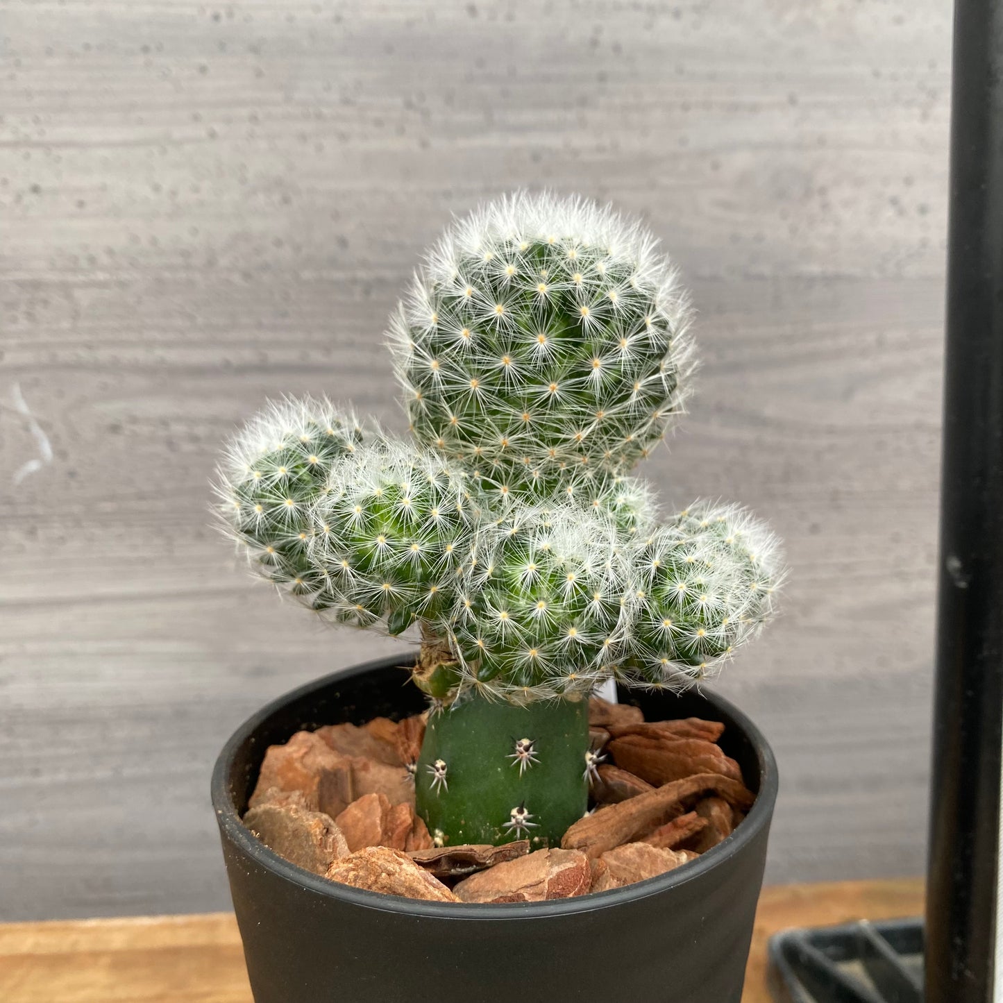 市場仕入れ即売会　No.25057　サボテン接ぎ木C　3号鉢