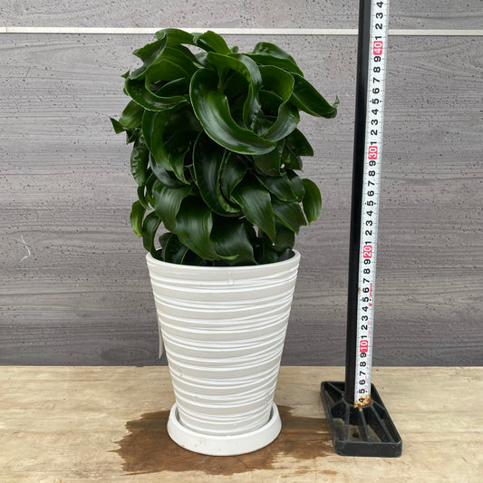 No.1307　ドラセナ　トルネード　5号鉢　白ポット　受け皿付き